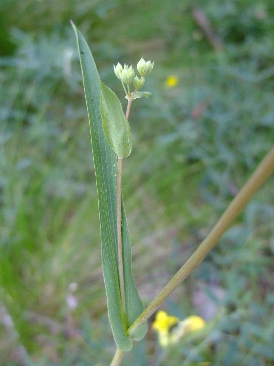 Bupleurum stellatum 17