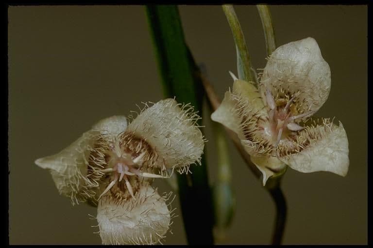 Calochortus 9