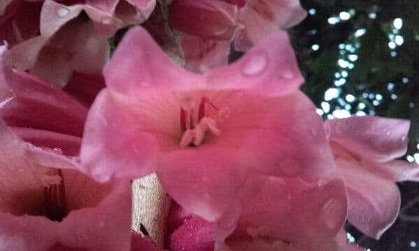 Tecomanthe 5
