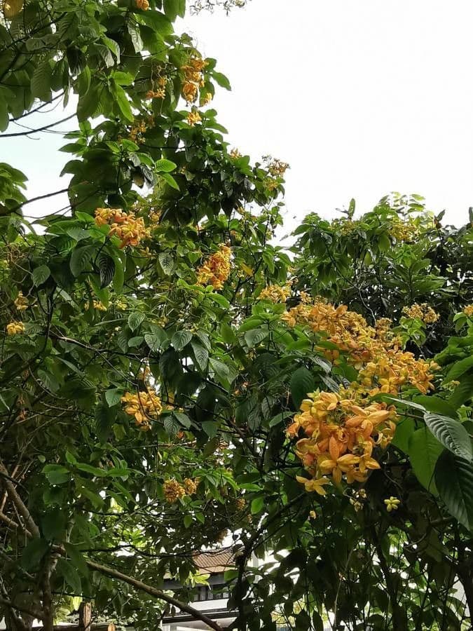 Mussaenda philippica 22