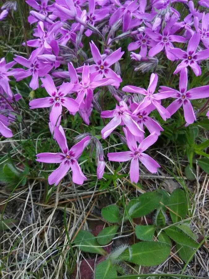Phlox