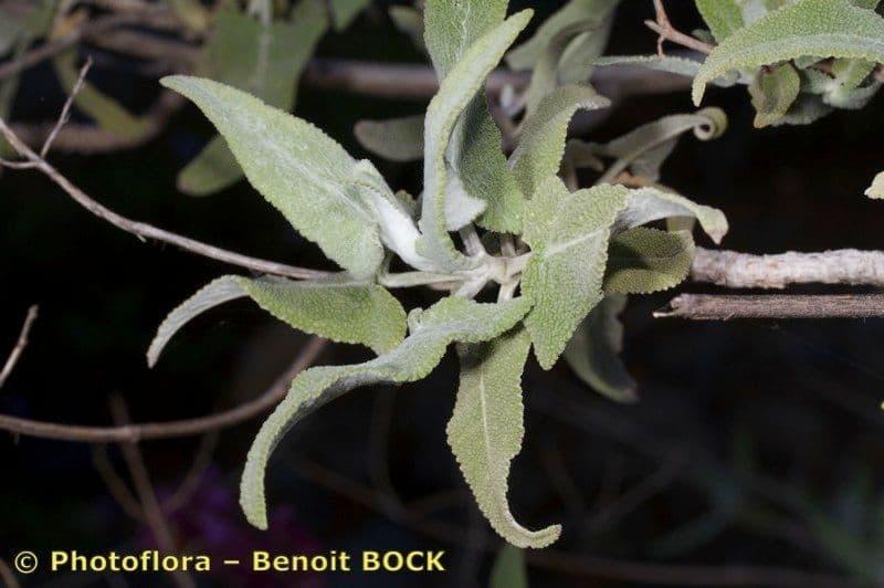 Salvia 22