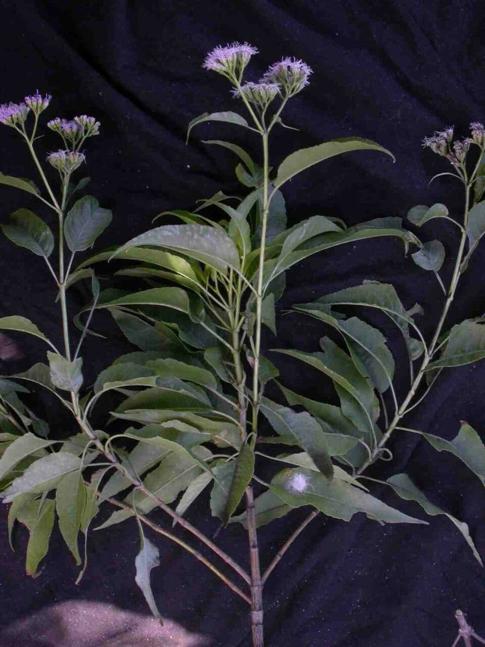 Acritopappus
