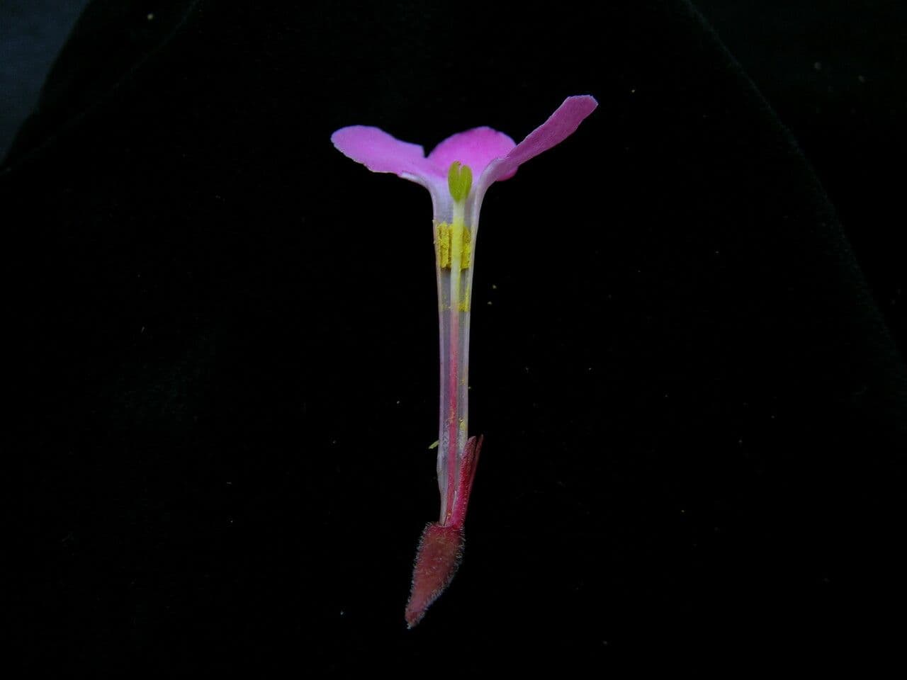 Luculia 12