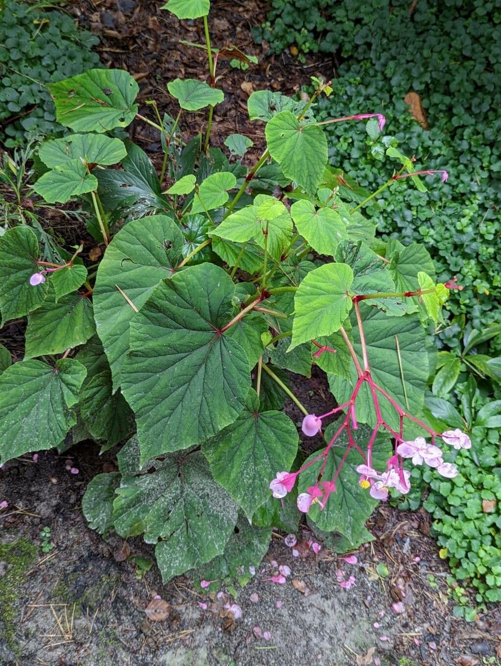 Begonia 12