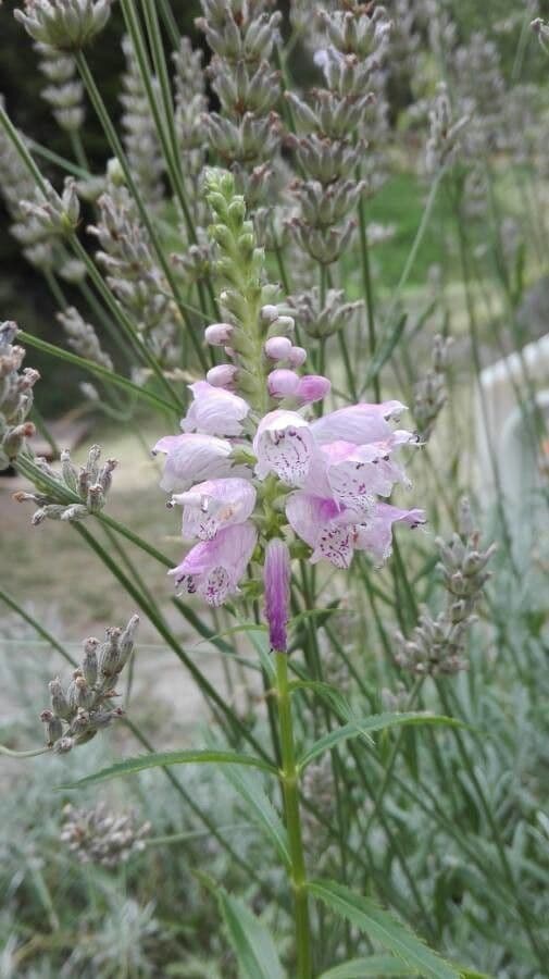 Physostegia virginiana 8