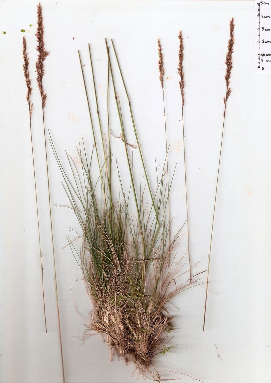 Agrostis curtisii 22