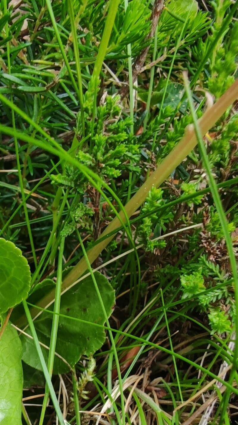 Piroletta minore 21