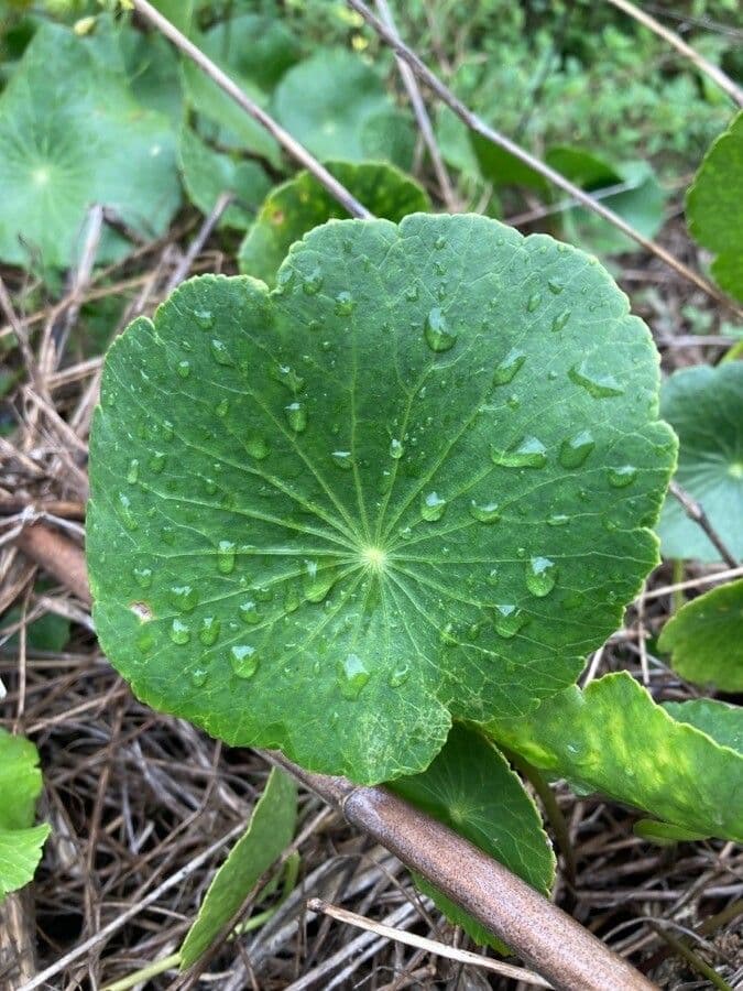 Hydrocotyle bonariensis 16