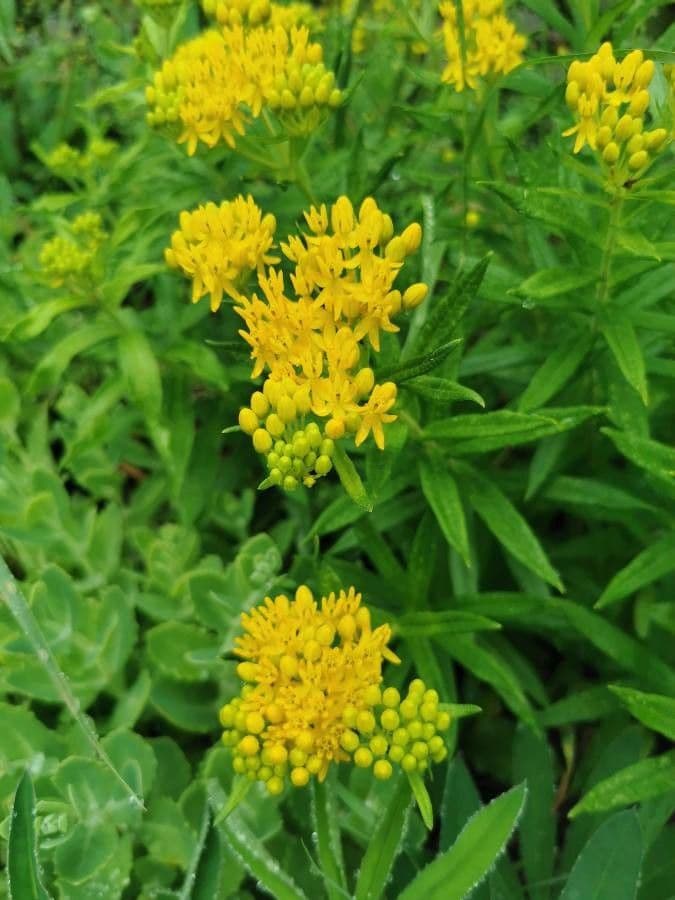 Asclepiade tuberosa 17