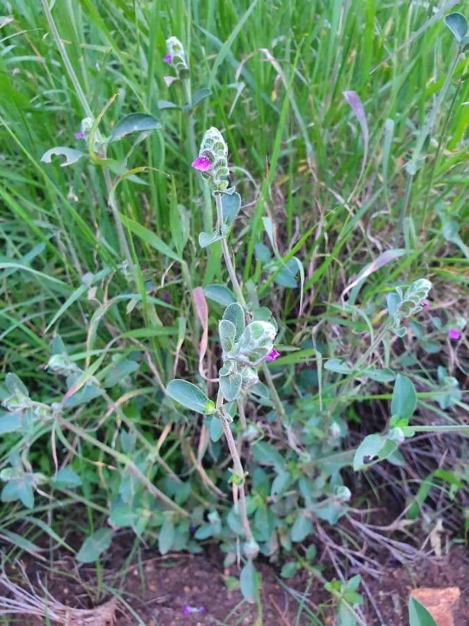 Akanthius diplopteroidny 6