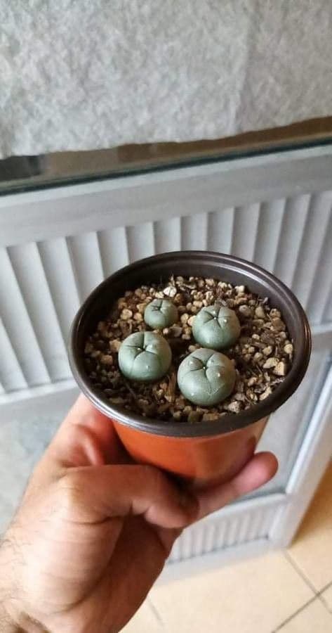 Peyote 13
