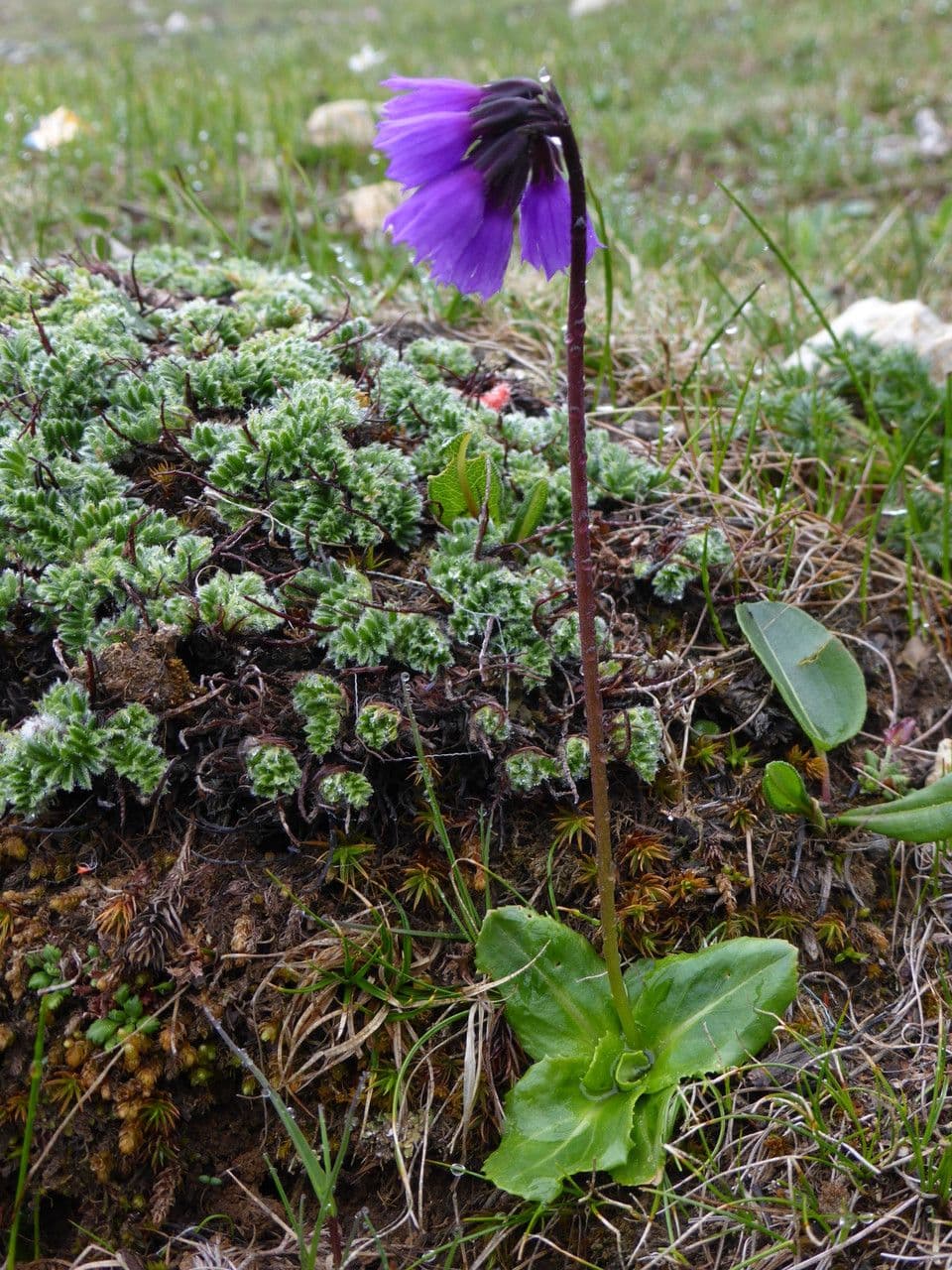 Primula