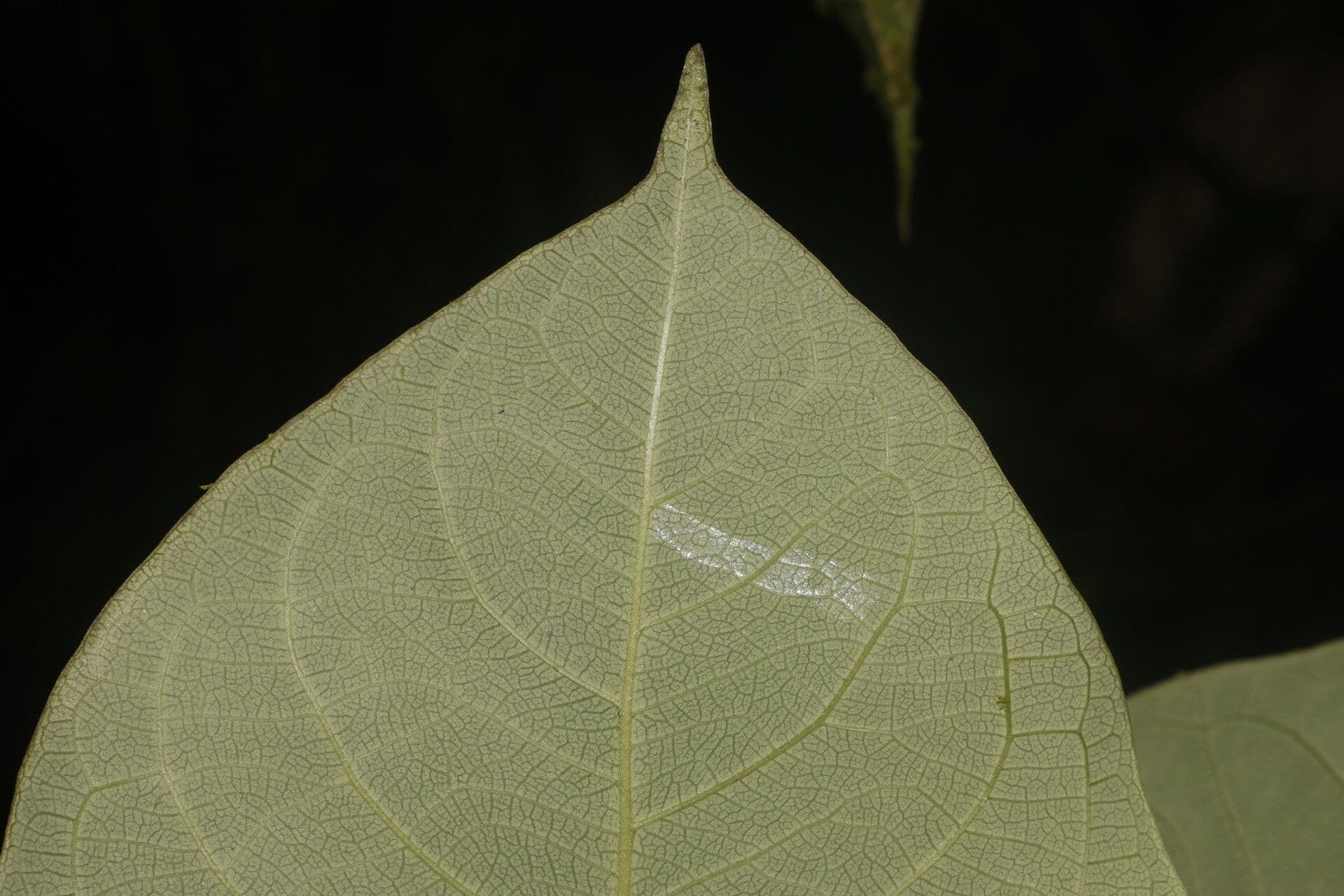 Daphnopsis 4