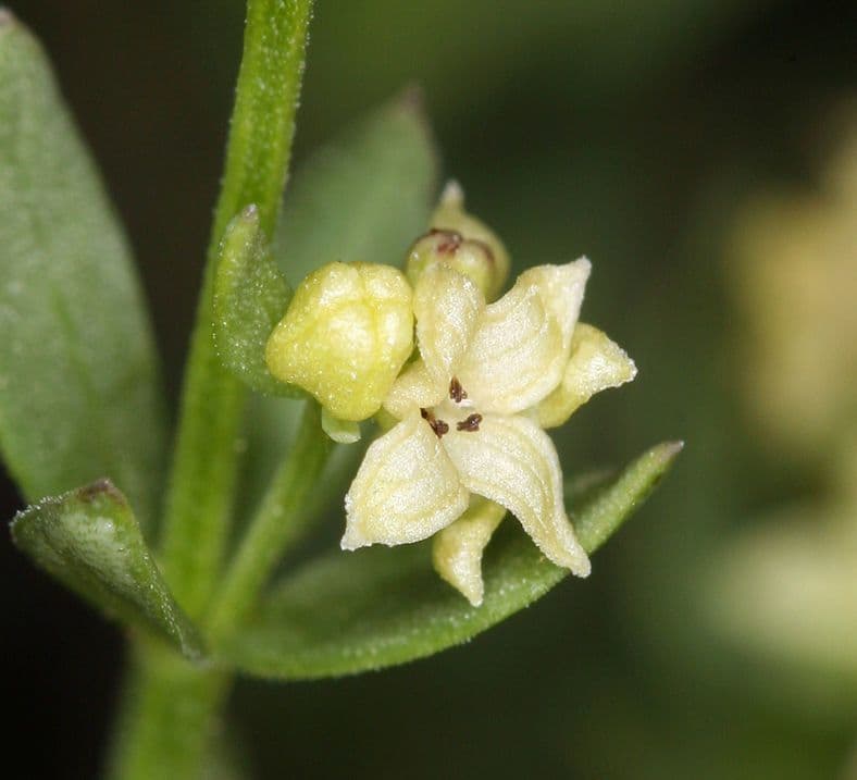 Galium serpenticum 3