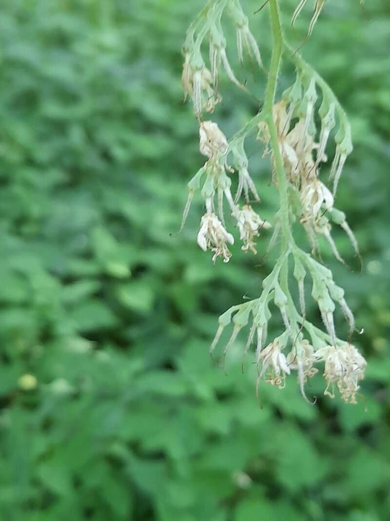 Pterostyrax hispidus 6