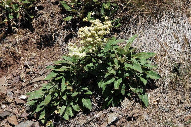 Eriogonum 9