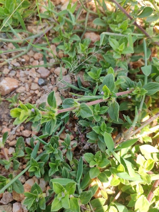 Spermacoce ispida 4