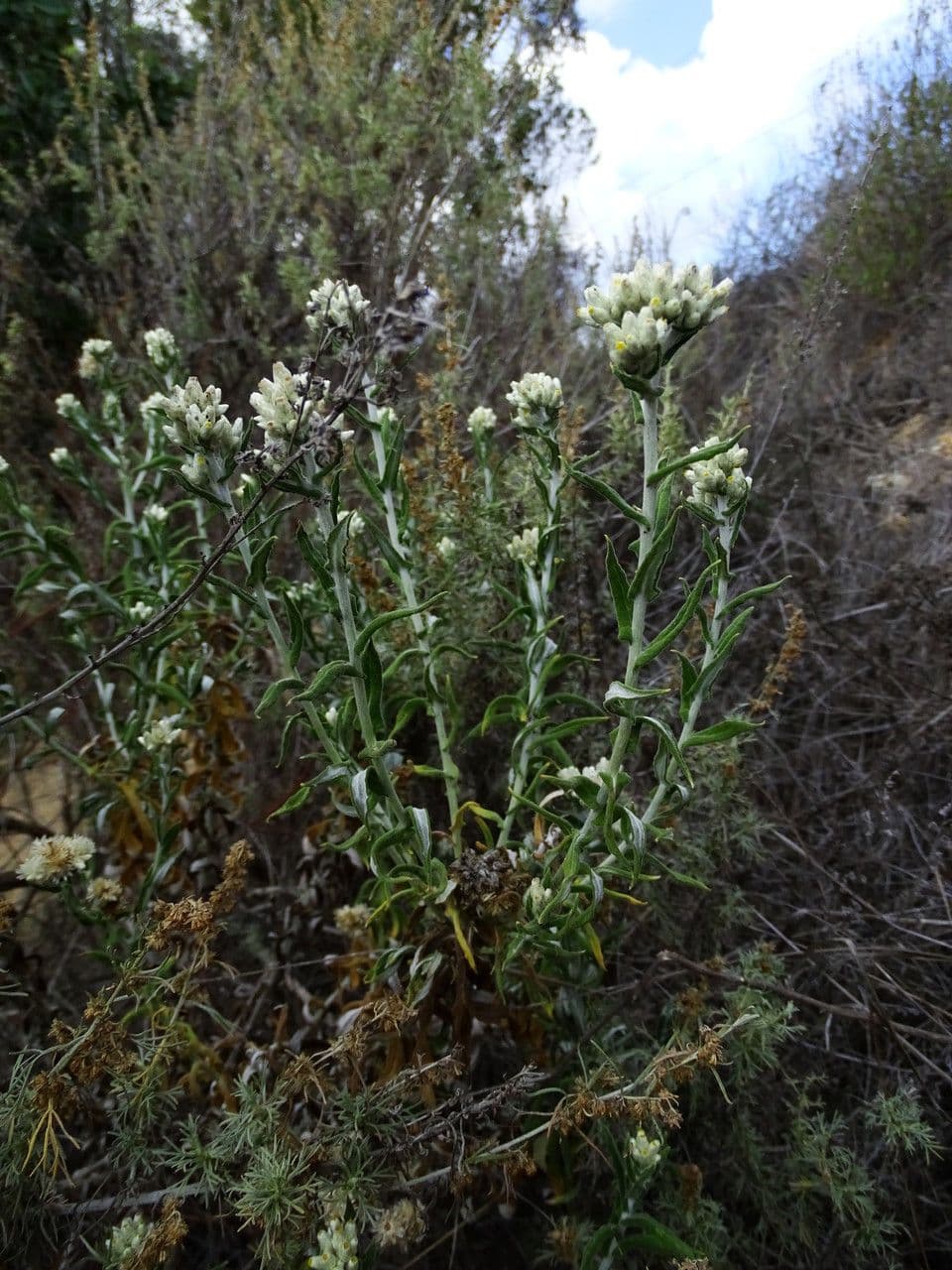 Pseudognaphalium dvubarvé 6