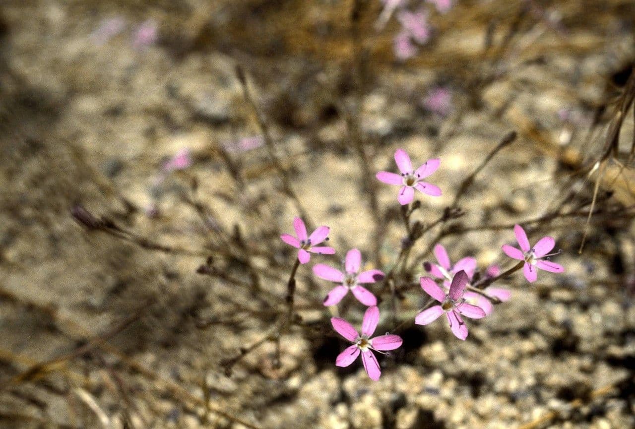 Augen-Gilia 5