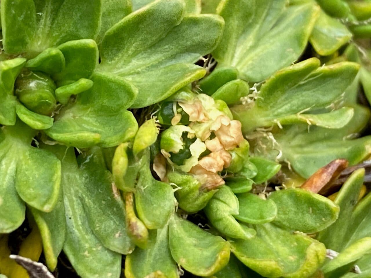 Azorella 6