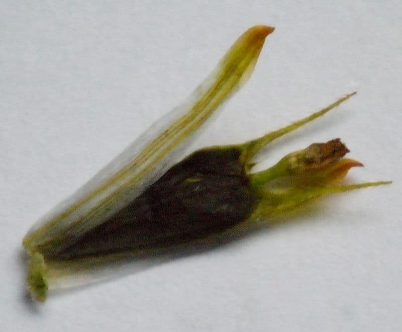 Bidens radiata 22