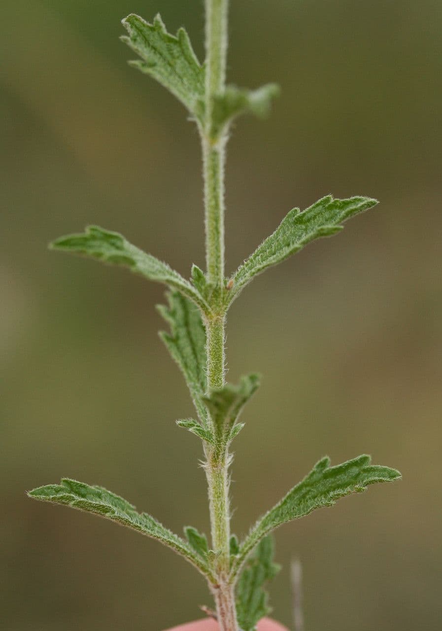 Sideritis 22