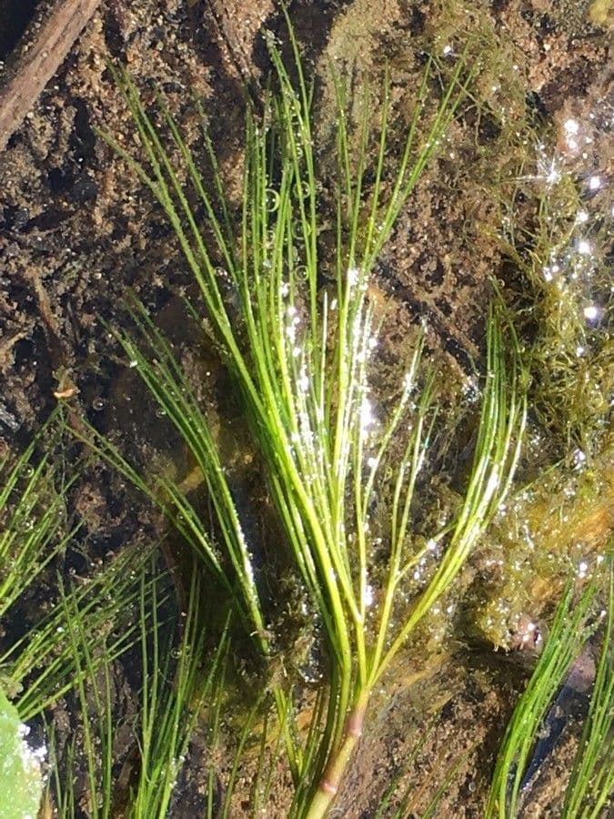 Ranunculus fluitans 19