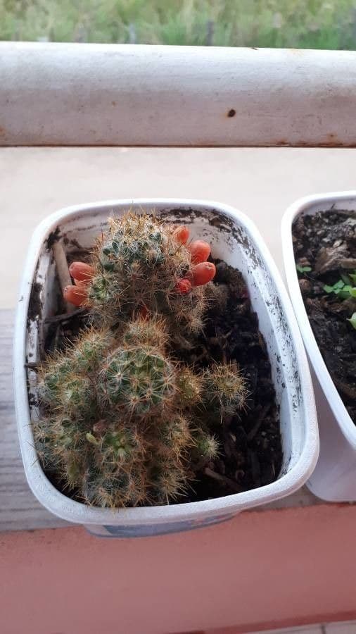 Cactus proliferante 20