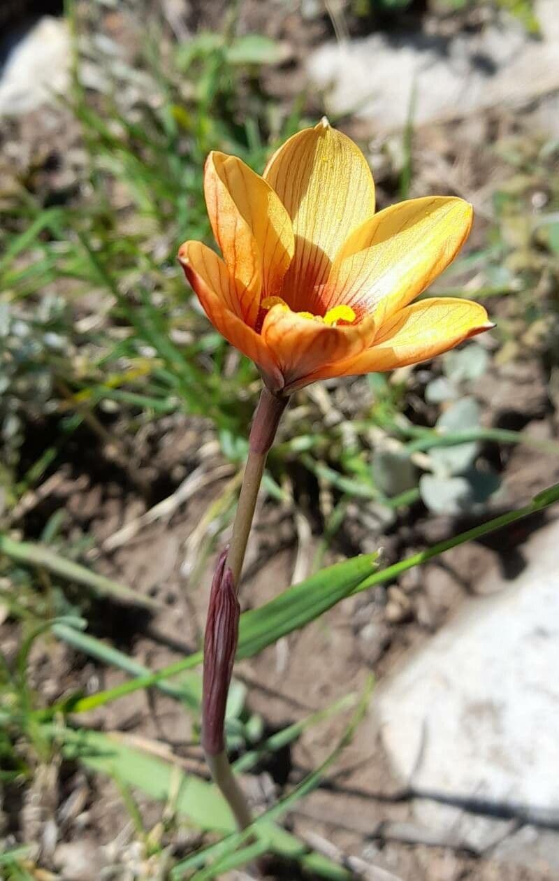 Zephyranthes 6