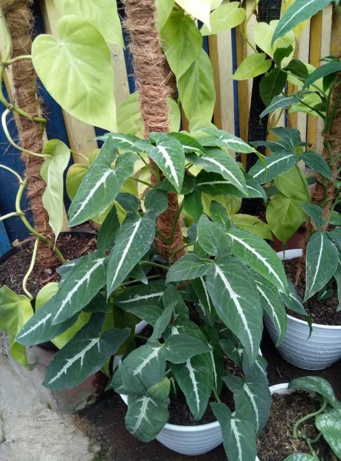 Wendlands Syngonium 6