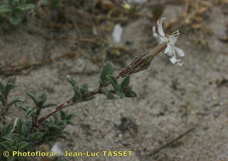 Silene 19