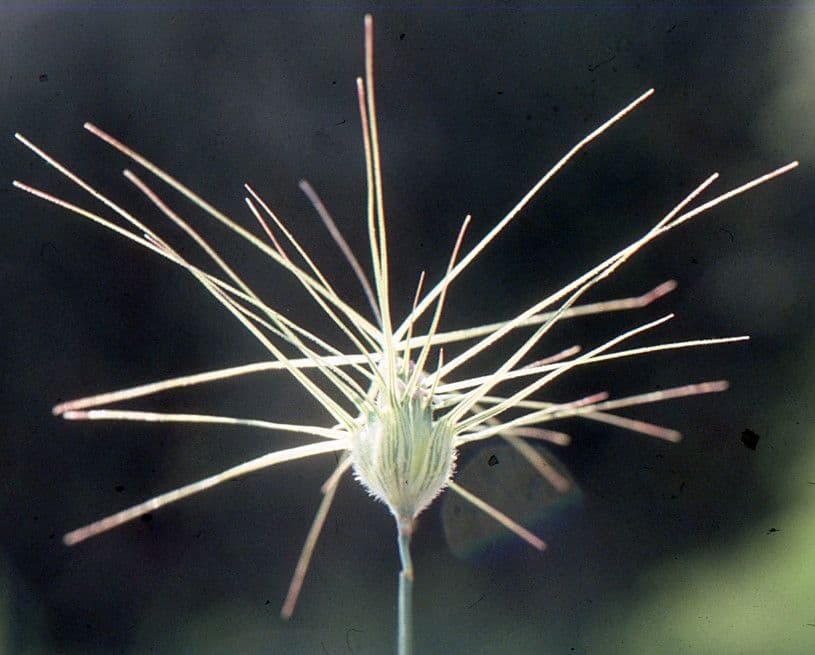 Cerere comune 10