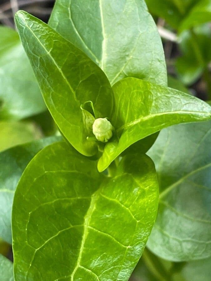 Pervinca difforme 12