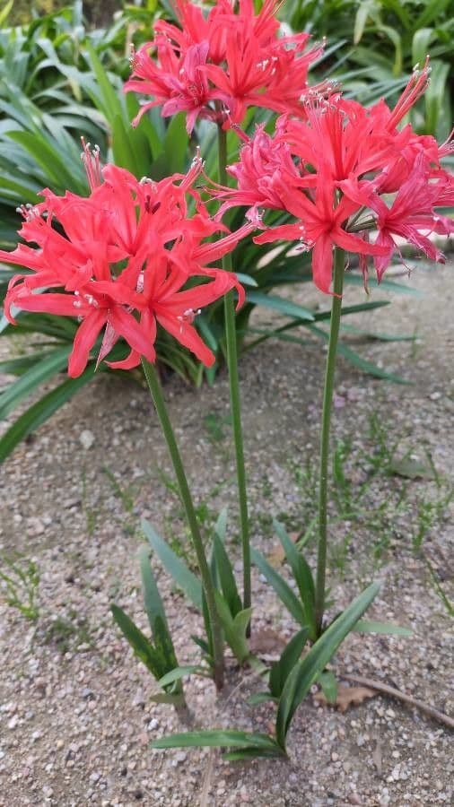 Nerine 8