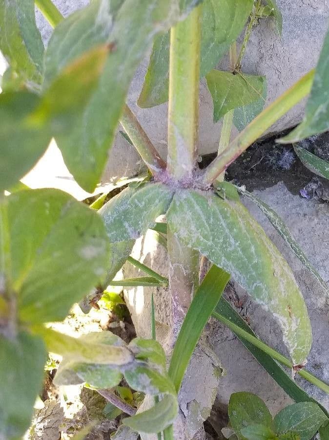 Veronica acquatica 20