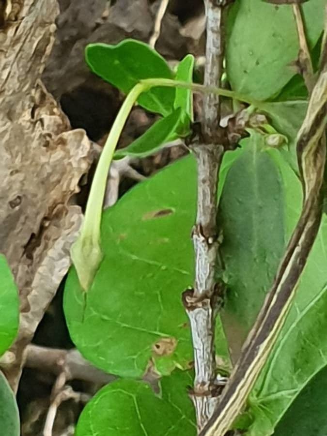 Ipomoea tmavá 26