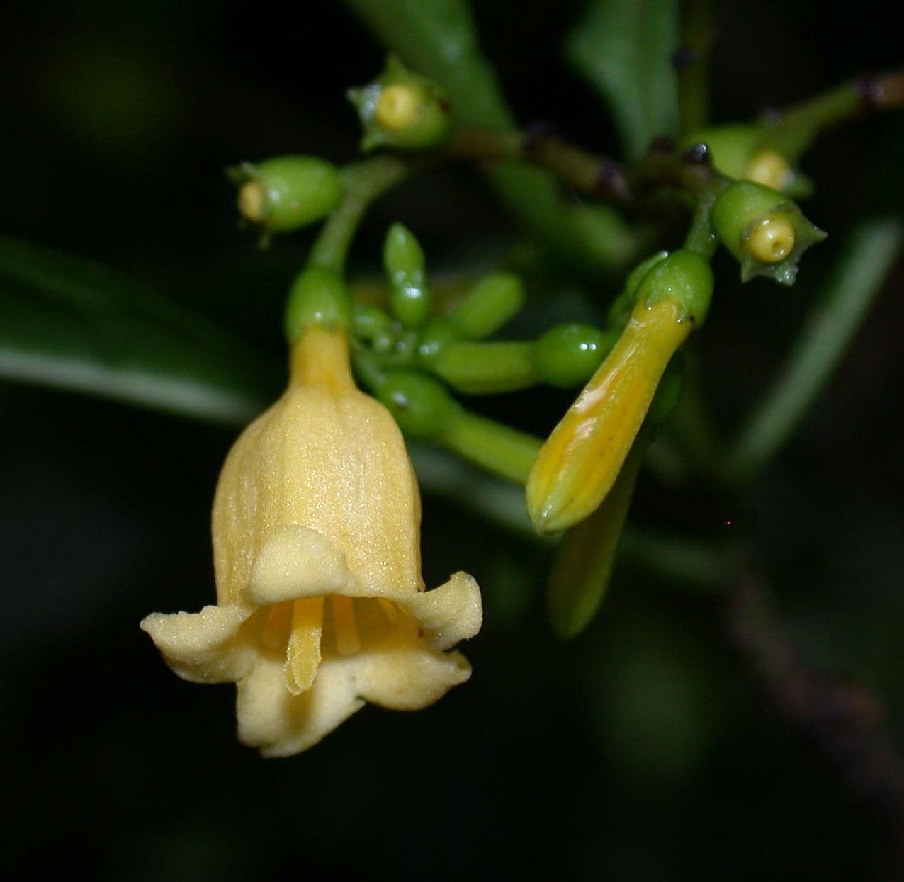 Balsamillo 4