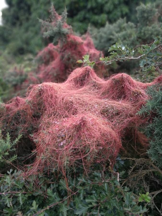 Cuscuta del timo 15