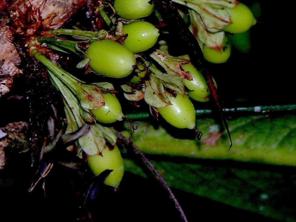 Erythroxylum