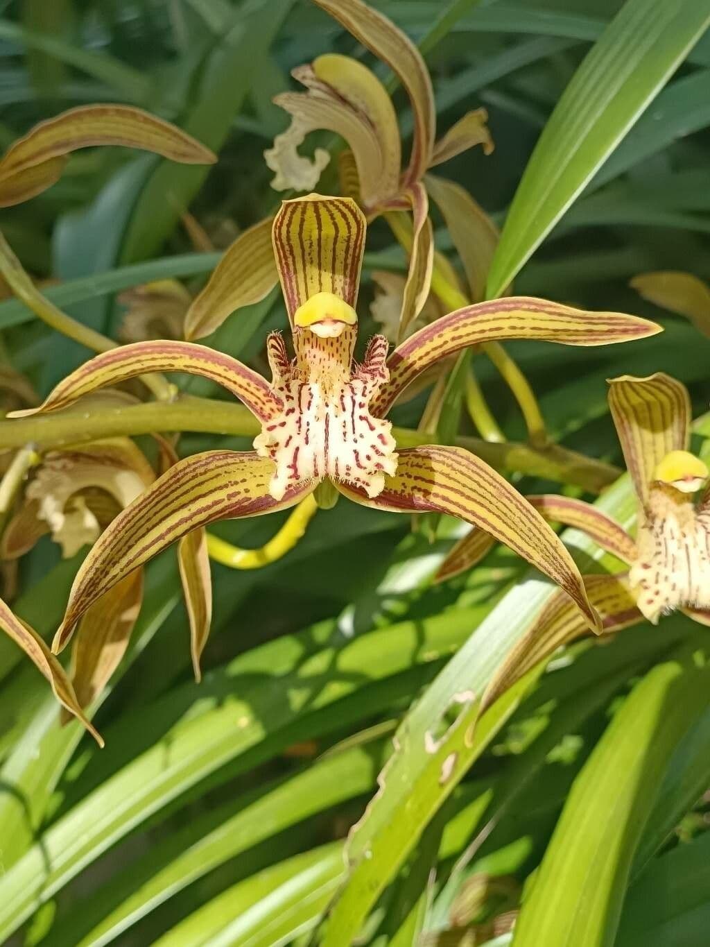 Cymbidium 4