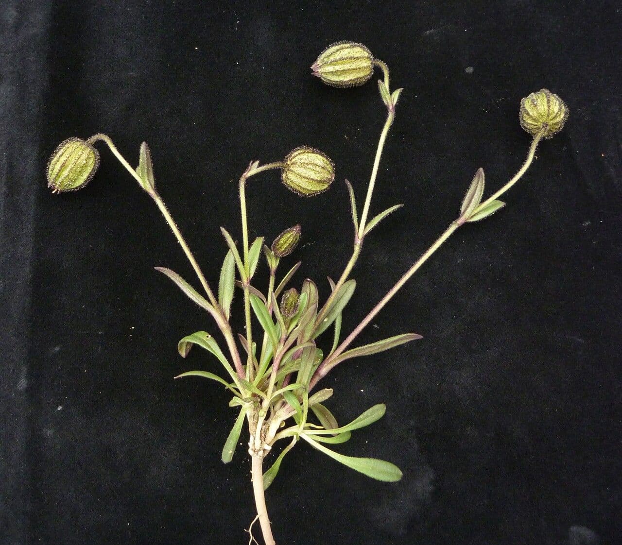 Silene 4