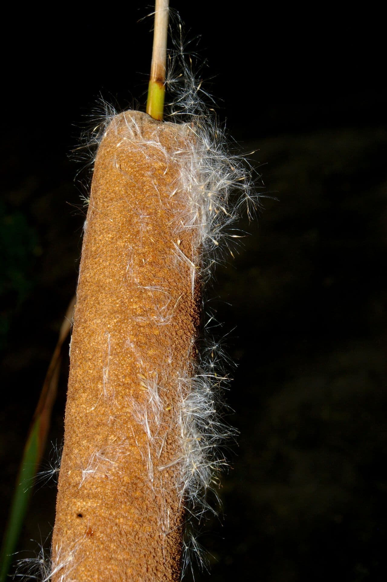Totora 22