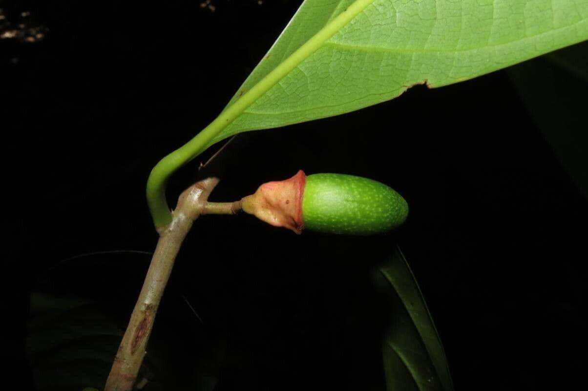 Mespilodaphne macrophylla 12