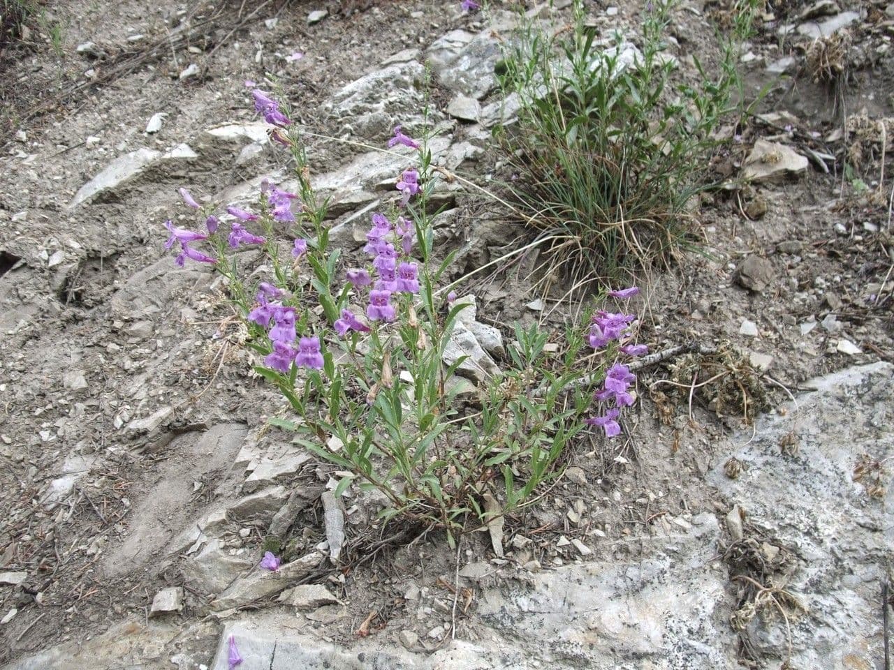 Penstemon cyananthus 7