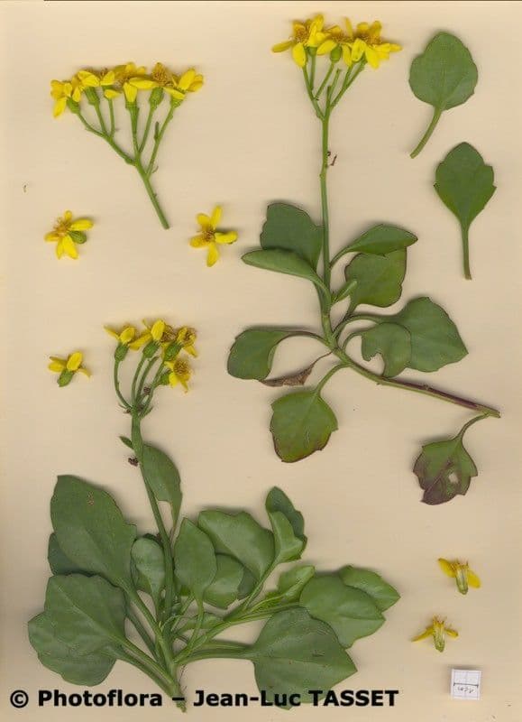 Senecio angulatus 30