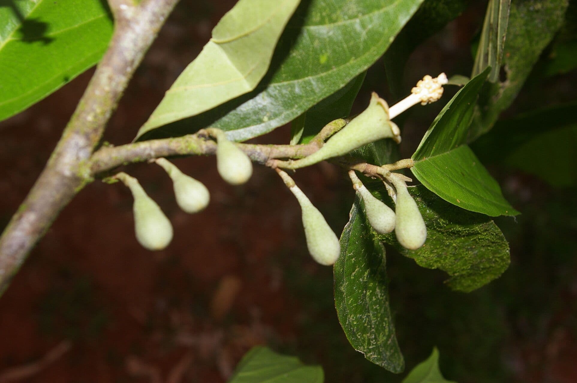 Quararibea