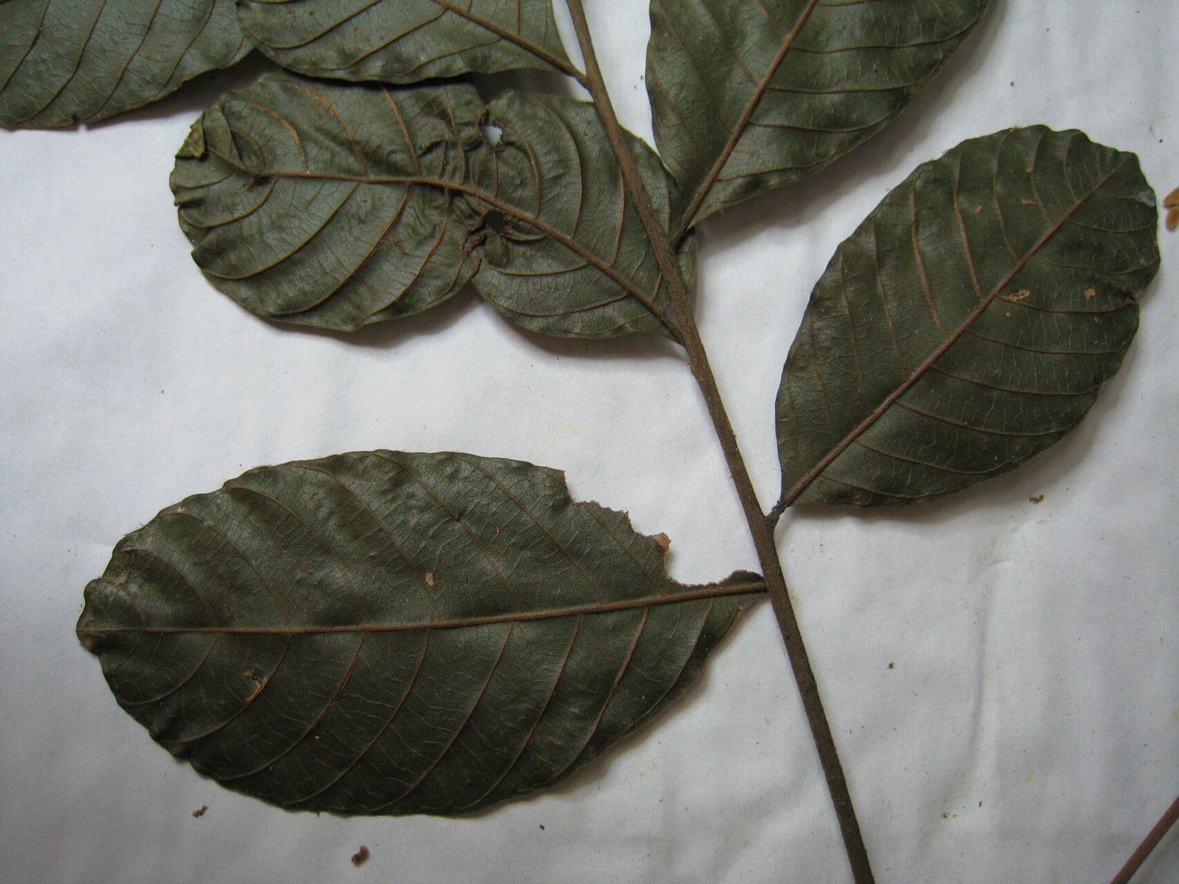 Cupania scrobiculata 19