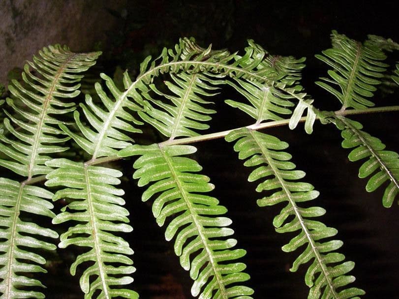 Pteris quadriaurita 2
