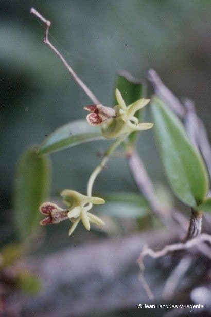 Dendrobium 2